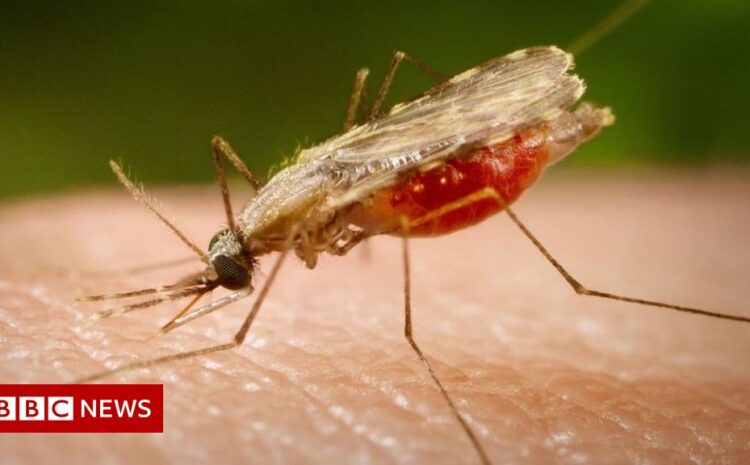  The sci-fi technology tackling malarial mosquitos 