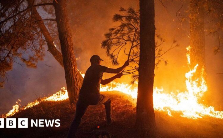  Heatwave: Are wildfires happening more often?