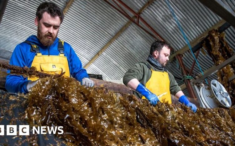  The plans for giant seaweed farms in European waters