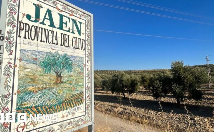  Spain's olive oil producers devastated by worst ever drought