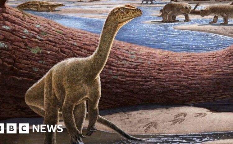  Africa's oldest dinosaur found in Zimbabwe