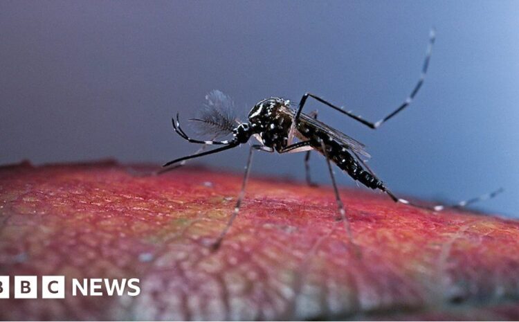  COP27: Is climate change going to make diseases more likely in future?