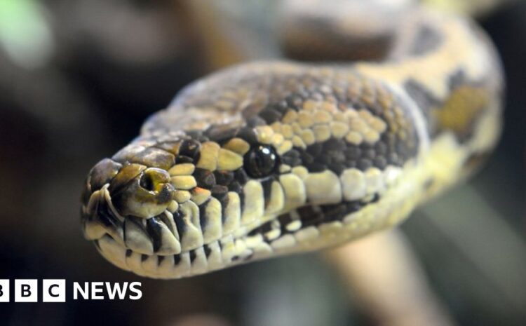  Australia: Five-year-old rescued from python by dad and elderly grandad