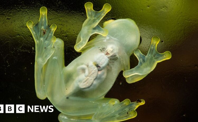  Scientists find secret to how glass frogs turn transparent