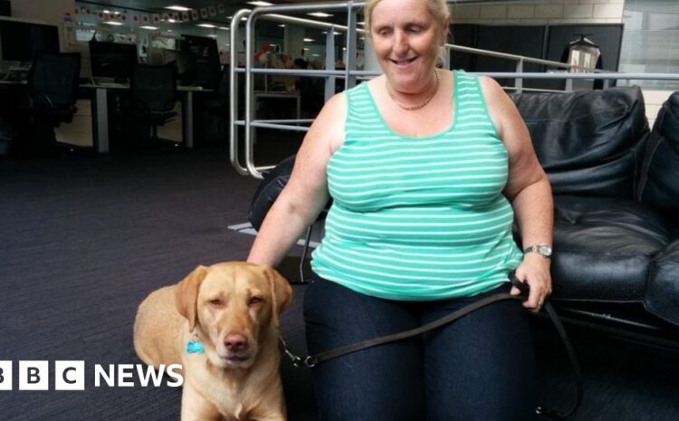  Guide dog shortage: The blind people who train their own guide dogs