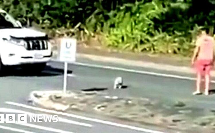  Man stops traffic for crossing Koala in Australia