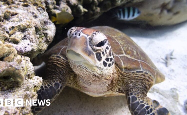  Ocean treaty: Historic agreement reached after decade of talks