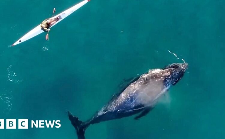  Australia: Watch ‘curious’ whale swim alongside kayaker in Sydney