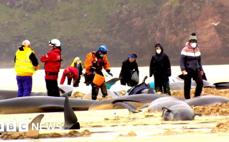  More than 40 whales dead in mass Scotland stranding