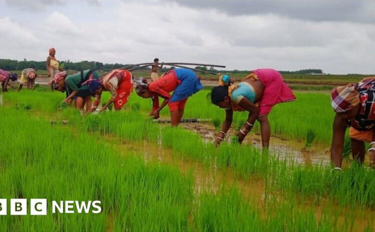  Back to the future for India's rice farmers