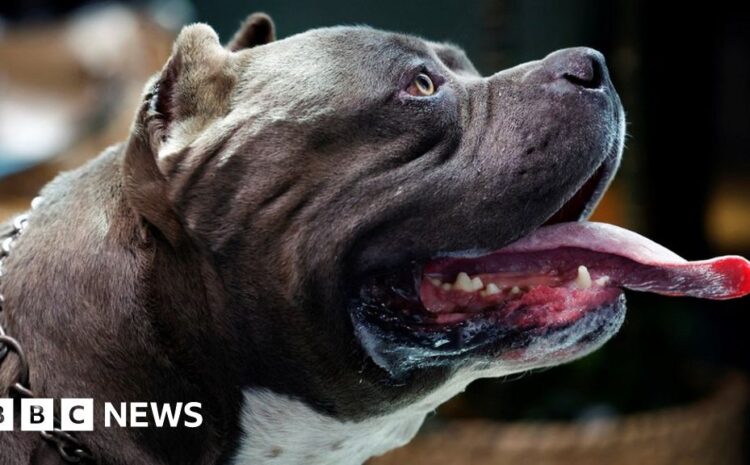  What is an American bully XL and why are they being banned?