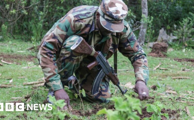  Kenyans get tree-planting holiday to plant 100 million seedlings