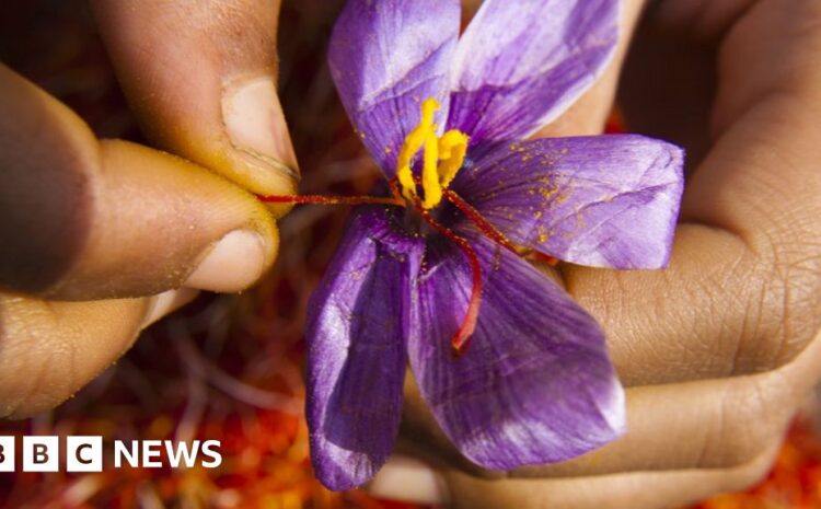  'Red gold': Why saffron production is dwindling in India