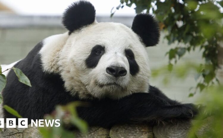  How do you transport two giant pandas?