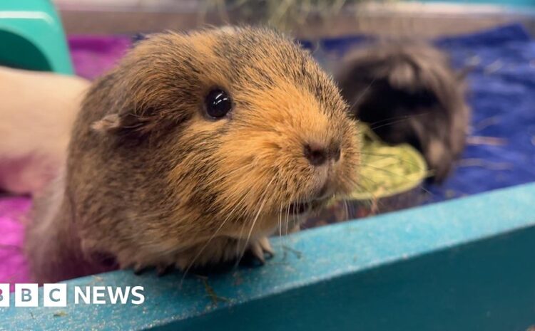  Lincoln guinea pigs’ ‘luxury hotel’ TikTok hit