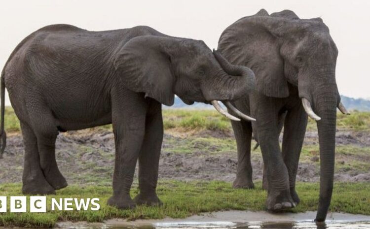  Botswana threatens to send 20,000 elephants to Germany